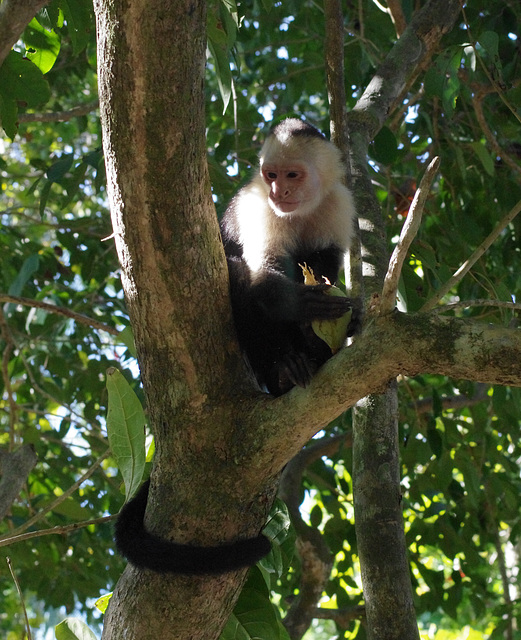 White-faced Capuchin