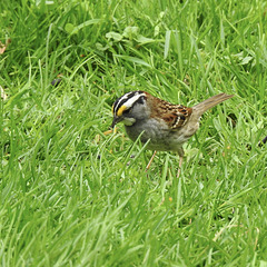 White-throated Sparrow