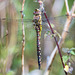 Dragonfly at Burton wetlands