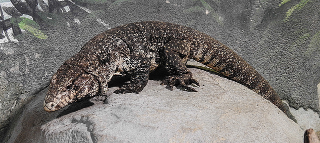 20190907 5904CPw [D~HRO] Schwarzweißer Teju (Salvator merianae, Syn.: Tupinambis merianae), Zoo, Rostock