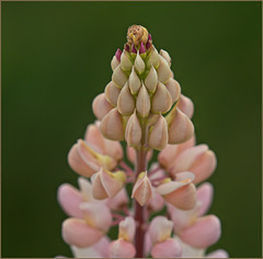 Lupin