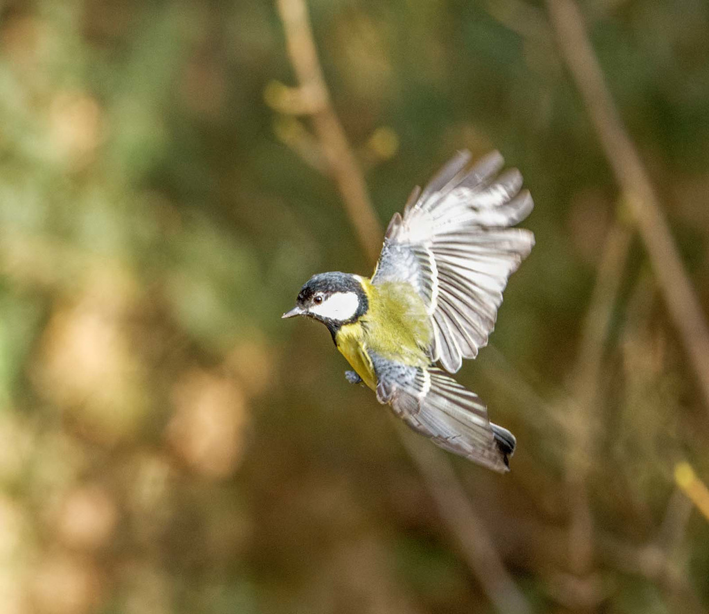 Great tit