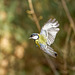 Great tit