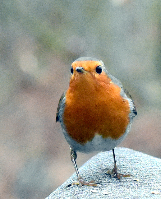 Rotkehlchen frontal