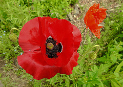 20210609 0661CPw [D~LIP] Mohn, UWZ, Bad Salzuflen