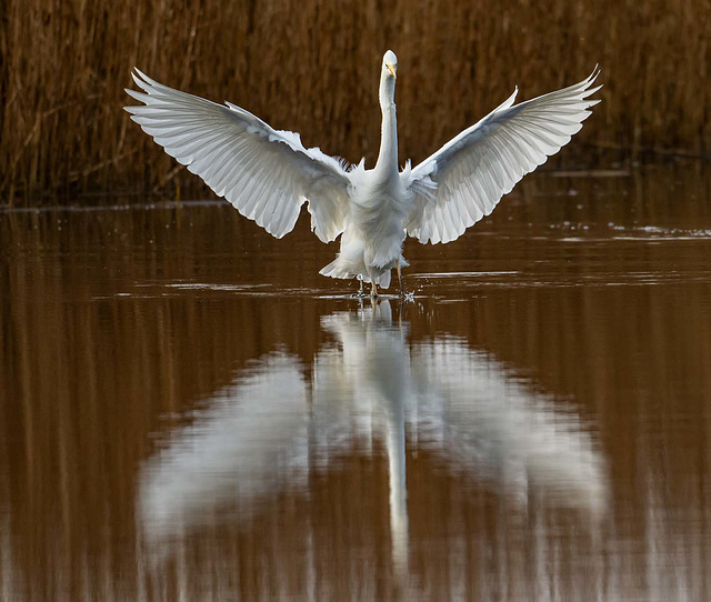 Great white egret