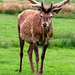 Red Deer