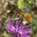 5T2A1250-CR3 DxO DeepPRIME -1CommonCarderBeev2