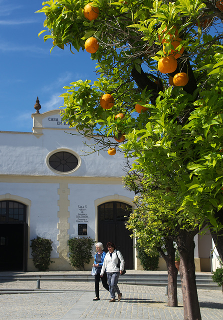 Orange trees at Jerez