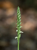 Spiranthes ovalis var. erostellata (October Ladies'-tresses orchid)