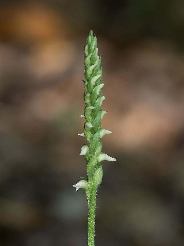 Spiranthes ovalis var. erostellata (October Ladies'-tresses orchid)