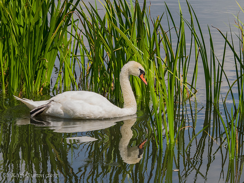 Just Swanning Around