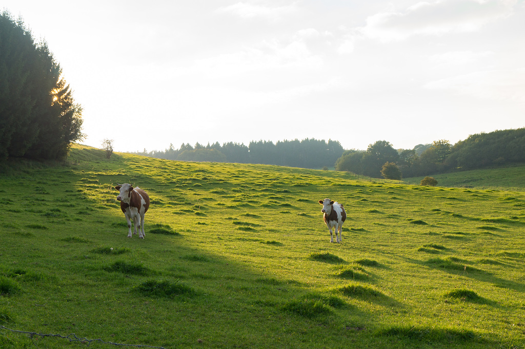 Kuhweide am Döhmberg