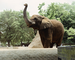 Male African Elephant, London Zoo, 1980