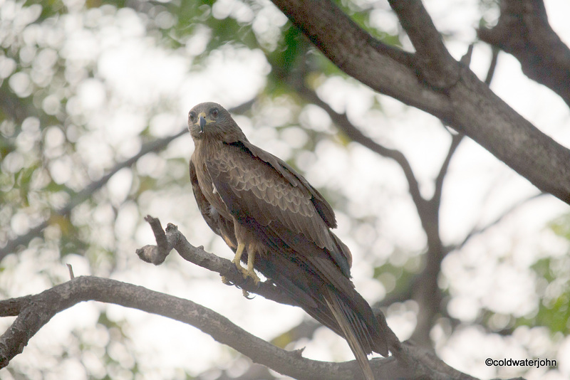 Indian Black Kite