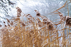 Het-Goor-sneeuw-20190122-154914