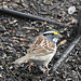 White-throated Sparrow