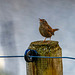 Wren