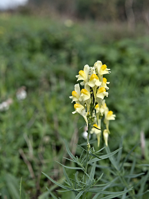 Löwenmäulchen