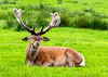Red Deer
