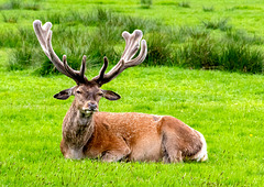 Red Deer