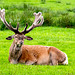 Red Deer