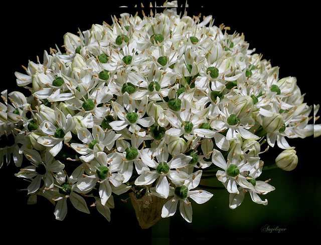 Ail noir d'ornement - Ail des Indes../ Bon dimanche mes ami(e)s❤️ Ail noir d'ornement - Ail des Indes../ Bon dimanche mes ami(e)s❤️