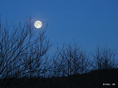 It's the early bird which catches the full moon - an hour  before dawn.