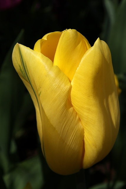 Yellow Elegance