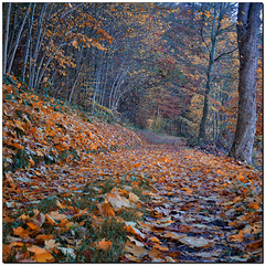 Herbst-Weg