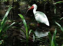 White Ibis