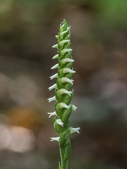 Spiranthes ovalis var. erostellata (October Ladies'-tresses orchid)