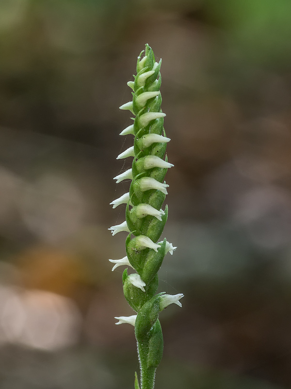 Spiranthes ovalis var. erostellata (October Ladies'-tresses orchid)