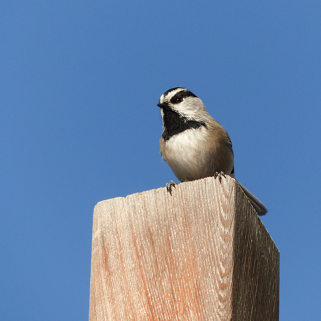 Mountain Chickadee / Poecile gambeli