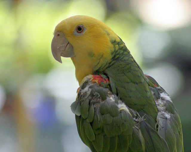 amazona oratrix