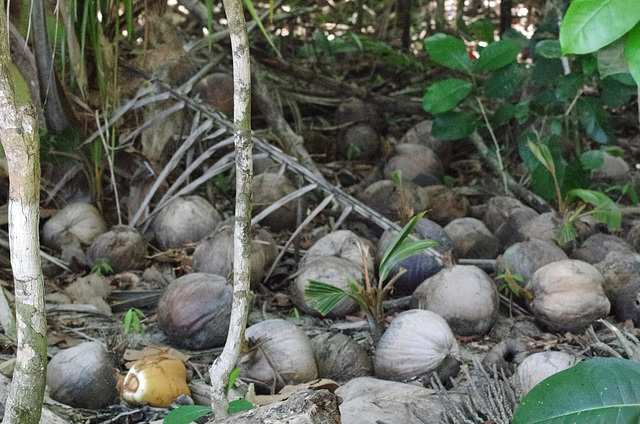 Coconuts