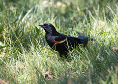 Black bird at Binney