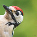 Young Greater Spotted Woodpecker