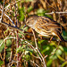 Dunnock