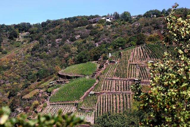 St. Goarshausen - Weinberg beim Loreley Wanderweg