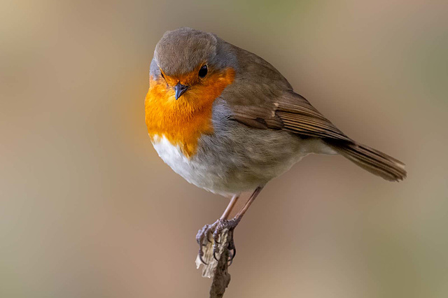 Robin