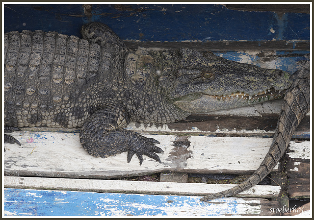 Crocodiles at Kampong Phluk (Tonle Sap)