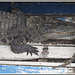 Crocodiles at Kampong Phluk (Tonle Sap)