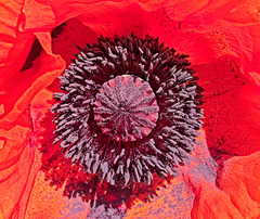 Inside a Giant Poppy