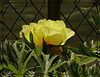 HFF /....Pivoine ............Bonne journée mes ami(e)s❤️