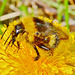 Pollen covered Bee in Dandelion!