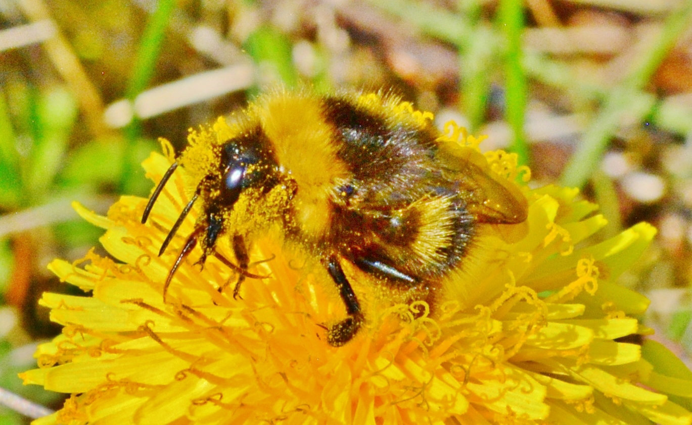 Pollen covered Bee in Dandelion!