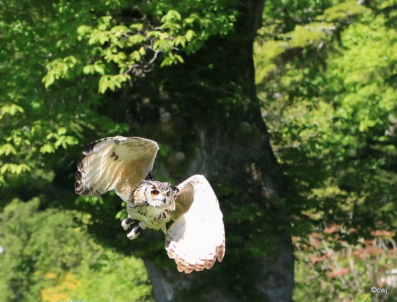 In flight...