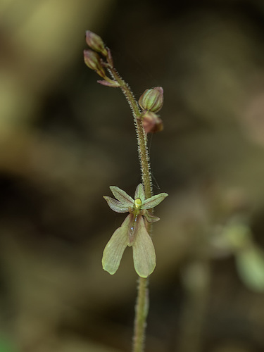 Neottia smallii (Appalachian Twayblade orchid)