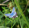 blue butterfly